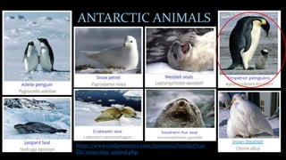 ANTARCTIC ANIMALS
https://www.coolantarctica.com/Antarctica%20fact%20
file/antarctica_animal.php
 