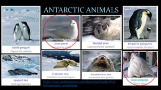 ANTARCTIC ANIMALS
https://www.coolantarctica.com/Antarctica%20fact%20
file/antarctica_animal.php
 