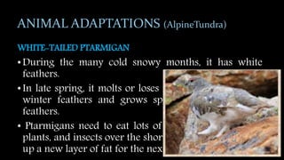 ANIMAL ADAPTATIONS (AlpineTundra)
WHITE-TAILED PTARMIGAN
•During the many cold snowy months, it has white
feathers.
•In late spring, it molts or loses its warm white winter
winter feathers and grows speckled grayish-brown
feathers.
• Ptarmigans need to eat lots of seeds, flowers, plants,
plants, and insects over the short summer to build up a
up a new layer of fat for the next winter.
 