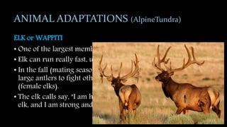 ANIMAL ADAPTATIONS (AlpineTundra)
ELK or WAPPITI
• One of the largest members of the deer family.
• Elk can run really fast, up to 35 miles per hour.
• In the fall (mating season), bull elk use their incredibly large
large antlers to fight other bull (male elk) for cows (female
(female elks).
• The elk calls say, "I am here to the other bull elk and cow elk,
elk, and I am strong and ready for a challenge."
 