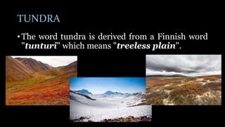 TUNDRA
• The word tundra is derived from a Finnish word
"tunturi" which means "treeless plain".
 