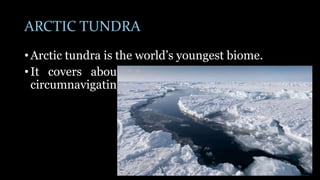 ARCTIC TUNDRA
• Arctic tundra is the world’s youngest biome.
• It covers about 20% of the Earth's surface,
circumnavigating the North pole.
 
