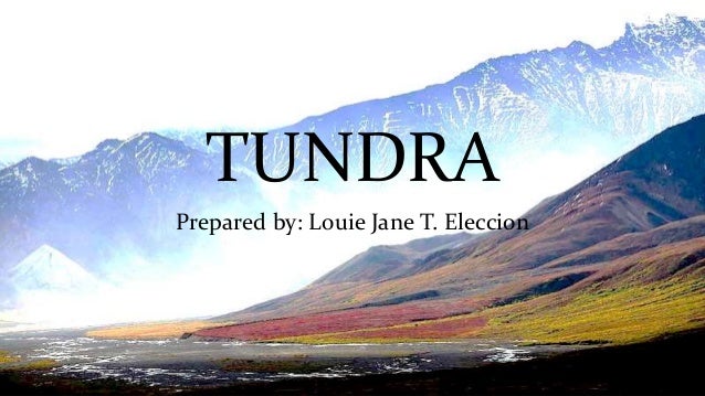tundra biome tundra biomes