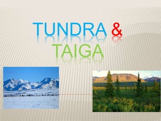 TUNDRA &
TAIGA
 