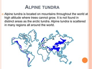 ALPINE TUNDRA
   Alpine tundra is located on mountains throughout the world at
    high altitude where trees cannot grow. It is not found in
    distinct areas as the arctic tundra. Alpine tundra is scattered
    in many regions all around the world.
 