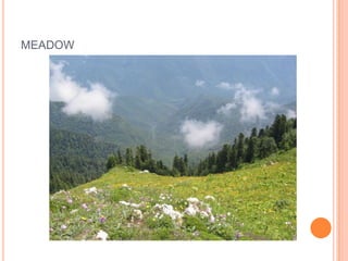 MEADOW
 