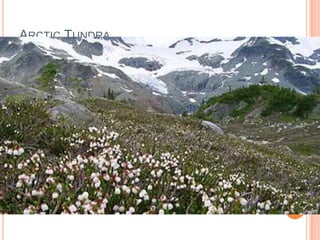 ARCTIC TUNDRA
 