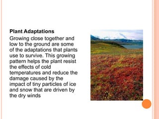 Plant Adaptations
Growing close together and
low to the ground are some
of the adaptations that plants
use to survive. This growing
pattern helps the plant resist
the effects of cold
temperatures and reduce the
damage caused by the
impact of tiny particles of ice
and snow that are driven by
the dry winds
 