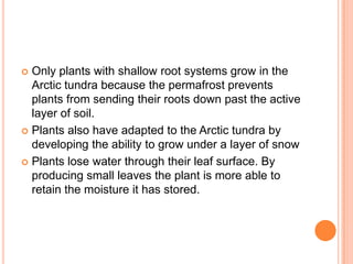  Only plants with shallow root systems grow in the
  Arctic tundra because the permafrost prevents
  plants from sending their roots down past the active
  layer of soil.
 Plants also have adapted to the Arctic tundra by
  developing the ability to grow under a layer of snow
 Plants lose water through their leaf surface. By
  producing small leaves the plant is more able to
  retain the moisture it has stored.
 