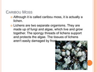 CARIBOU MOSS
   Although it is called caribou moss, it is actually a
    lichen.
   Lichens are two separate organisms. They are
    made up of fungi and algae, which live and grow
    together. The spongy threads of lichens support
    and protects the algae. The tissues of lichens
    aren't easily damaged by frost. .
 