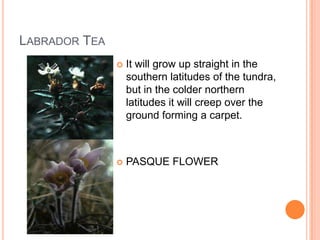 LABRADOR TEA
                  It will grow up straight in the
                   southern latitudes of the tundra,
                   but in the colder northern
                   latitudes it will creep over the
                   ground forming a carpet.



                  PASQUE FLOWER
 