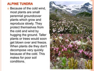    Because of the cold wind,
    most plants are small
    perennial groundcover
    plants which grow and
    reproduce slowly. They
    protect themselves from
    the cold and wind by
    hugging the ground. Taller
    plants or trees would soon
    get blown over and freeze.
    When plants die they don't
    decompose very quickly
    because of the cold. This
    makes for poor soil
    conditions.
 