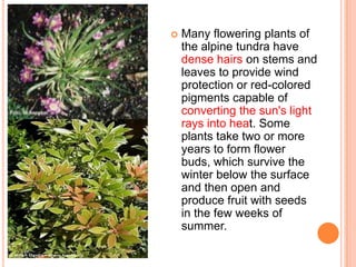    Many flowering plants of
    the alpine tundra have
    dense hairs on stems and
    leaves to provide wind
    protection or red-colored
    pigments capable of
    converting the sun's light
    rays into heat. Some
    plants take two or more
    years to form flower
    buds, which survive the
    winter below the surface
    and then open and
    produce fruit with seeds
    in the few weeks of
    summer.
 