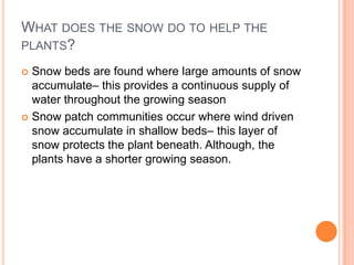 WHAT DOES THE SNOW DO TO HELP THE
PLANTS?

 Snow beds are found where large amounts of snow
  accumulate– this provides a continuous supply of
  water throughout the growing season
 Snow patch communities occur where wind driven
  snow accumulate in shallow beds– this layer of
  snow protects the plant beneath. Although, the
  plants have a shorter growing season.
 