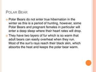 POLAR BEAR
 Polar Bears do not enter true hibernation in the
  winter as this is a period of hunting, however, some
  Polar Bears and pregnant females in particular will
  enter a deep sleep where their heart rates will drop.
 They have two layers of fur which is so warm that
  adult bears can easily overheat when they run.
  Most of the sun's rays reach their black skin, which
  absorbs the heat and keeps the polar bear warm.
 