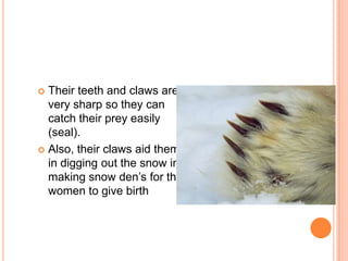  Their teeth and claws are
  very sharp so they can
  catch their prey easily
  (seal).
 Also, their claws aid them
  in digging out the snow in
  making snow den’s for the
  women to give birth
 