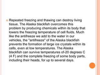    Repeated freezing and thawing can destroy living
    tissue. The Alaska blackfish overcomes this
    problem by producing chemicals within its body that
    lowers the freezing temperature of cell fluids. Much
    like the antifreeze we add to the water in our
    vehicles, the "antifreeze" of the Alaska blackfish
    prevents the formation of large ice crystals within its
    cells, even at low temperatures. The Alaska
    blackfish can survive temperatures of-20 degrees C
    (4 F) and the complete freezing of some body parts,
    including their heads, for up to several days.
 