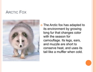 ARCTIC FOX


                The Arctic fox has adapted to
                 its environment by growing
                 long fur that changes color
                 with the season for
                 camouflage. Its legs, ears,
                 and muzzle are short to
                 conserve heat, and uses its
                 tail like a muffler when cold.
 