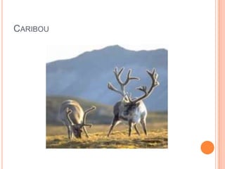 CARIBOU
 