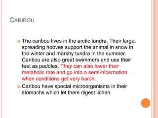 CARIBOU


   The caribou lives in the arctic tundra, Their large,
    spreading hooves support the animal in snow in
    the winter and marshy tundra in the summer.
    Caribou are also great swimmers and use their
    feet as paddles. They can also lower their
    metabolic rate and go into a semi-hibernation
    when conditions get very harsh.
   Caribou have special microorganisms in their
    stomachs which let them digest lichen.
 