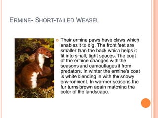 ERMINE- SHORT-TAILED WEASEL

                Their ermine paws have claws which
                 enables it to dig. The front feet are
                 smaller than the back which helps it
                 fit into small, tight spaces. The coat
                 of the ermine changes with the
                 seasons and camouflages it from
                 predators. In winter the ermine's coat
                 is white blending in with the snowy
                 environment. In warmer seasons the
                 fur turns brown again matching the
                 color of the landscape.
 