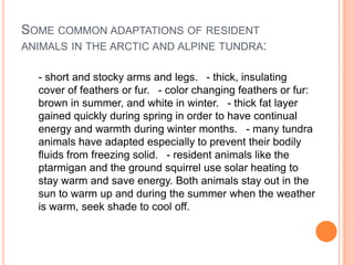 SOME COMMON ADAPTATIONS OF RESIDENT
ANIMALS IN THE ARCTIC AND ALPINE TUNDRA:

  - short and stocky arms and legs.  - thick, insulating
  cover of feathers or fur.  - color changing feathers or fur:
  brown in summer, and white in winter.  - thick fat layer
  gained quickly during spring in order to have continual
  energy and warmth during winter months.  - many tundra
  animals have adapted especially to prevent their bodily
  fluids from freezing solid.  - resident animals like the
  ptarmigan and the ground squirrel use solar heating to
  stay warm and save energy. Both animals stay out in the
  sun to warm up and during the summer when the weather
  is warm, seek shade to cool off.
 