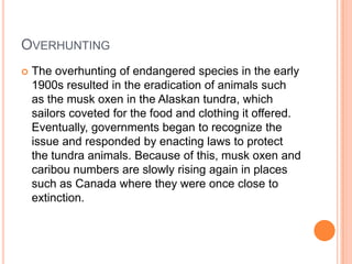 OVERHUNTING
   The overhunting of endangered species in the early
    1900s resulted in the eradication of animals such
    as the musk oxen in the Alaskan tundra, which
    sailors coveted for the food and clothing it offered.
    Eventually, governments began to recognize the
    issue and responded by enacting laws to protect
    the tundra animals. Because of this, musk oxen and
    caribou numbers are slowly rising again in places
    such as Canada where they were once close to
    extinction.
 