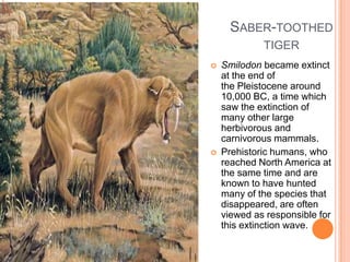 SABER-TOOTHED
             TIGER
   Smilodon became extinct
    at the end of
    the Pleistocene around
    10,000 BC, a time which
    saw the extinction of
    many other large
    herbivorous and
    carnivorous mammals.
   Prehistoric humans, who
    reached North America at
    the same time and are
    known to have hunted
    many of the species that
    disappeared, are often
    viewed as responsible for
    this extinction wave.
 