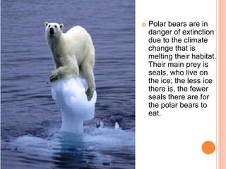    Polar bears are in
    danger of extinction
    due to the climate
    change that is
    melting their habitat.
    Their main prey is
    seals, who live on
    the ice; the less ice
    there is, the fewer
    seals there are for
    the polar bears to
    eat.
 