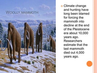    Climate change
                     and hunting have
WOOLLY MAMMOTH       long been blamed
                     for forcing the
                     mammoth into
                     decline at the end
                     of the Pleistocene
                     era about 10,000
                     years ago.
                     Researchers
                     estimate that the
                     last mammoth
                     died out 4,000
                     years ago.
 