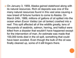    On January 3, 1959, Alaska gained statehood along with
    its natural resources. Rich oil deposits was one of the
    many natural resources found in this vast area causing a
    new breed of fortune hunters to come to Alaska. On
    March 24th, 1989, millions of gallons of oil spilled into the
    ocean when Exxon Valdez (an oil tanker) crashed into a
    reef. This spill affected all of the wildlife greatly, tens of
    thousands of seabirds, salmon, herring, and halibut were
    killed from a disaster that wouldn't have happened except
    for the intervention of man. An estimate was made that
    100,000 birds died in the oil spill, something that could
    have been avoided. Even though the bulk of the oil was
    finally cleaned up, some of it still lingers there.
 