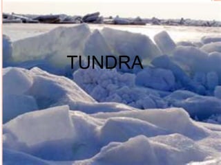 TUNDRA
 