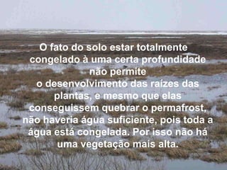 O fato do solo estar totalmente
 congelado à uma certa profundidade
              não permite
  o desenvolvimento das raízes das
      plantas, e mesmo que elas
 conseguissem quebrar o permafrost,
não haveria água suficiente, pois toda a
 água está congelada. Por isso não há
       uma vegetação mais alta.
 