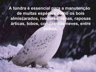 A tundra é essencial para a manutenção
     de muitas espécies como os bois
 almiscarados, roedores, renas, raposas
 árticas, lobos, corujas-das-neves, entre
                  outros.
 