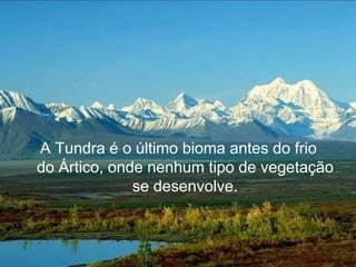 A Tundra é o último bioma antes do frio
do Ártico, onde nenhum tipo de vegetação
              se desenvolve.
 