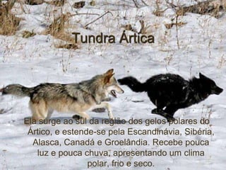 Tundra Ártica




Ela surge ao sul da região dos gelos polares do
 Ártico, e estende-se pela Escandinávia, Sibéria,
  Alasca, Canadá e Groelândia. Recebe pouca
   luz e pouca chuva, apresentando um clima
                 polar, frio e seco.
 