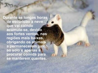 Durante as longas horas
 de escuridão a neve
 que vai caindo
 acumula-se, devido
 aos fortes ventos, nas
 regiões mais baixas,
 obrigando os animais
 a permanecerem junto
 ao solo e apenas a
 procurar comida para
 se manterem quentes.
 