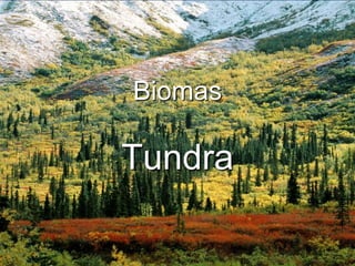 Biomas

Tundra
 
