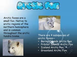 Arctic foxes are a
small fox. Native to
arctic regions of the
northern hemisphere
and is common
throughout the arctic
tundra biome.           There are 4 subspecies of
                        arctic foxes—
                        • Bering Islands Arctic Fox
                        • Pribilof Islands Arctic Fox
                        • Iceland Arctic Fox
                        • Greenland Arctic Fox
 