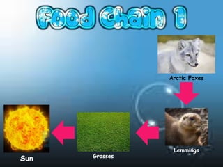 Arctic Foxes




                 Lemmings
      Grasses
Sun
 