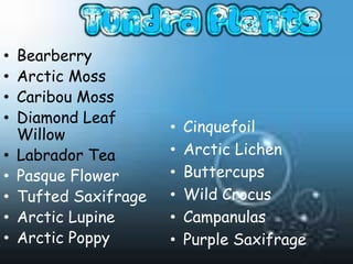 •   Bearberry
•   Arctic Moss
•   Caribou Moss
•   Diamond Leaf
    Willow             •   Cinquefoil
•   Labrador Tea       •   Arctic Lichen
•   Pasque Flower      •   Buttercups
•   Tufted Saxifrage   •   Wild Crocus
•   Arctic Lupine      •   Campanulas
•   Arctic Poppy       •   Purple Saxifrage
 