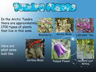 In the Arctic Tundra
there are approximately
1700 types of plants
that live in this zone.
                          Bearberry     Arctic Moss   Labrador Tea



Here are
what some
look like:
                Caribou Moss          Pasque Flower    Diamond Leaf
                                                          Willow
 