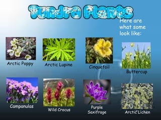 Here are
                                            what some
                                            look like:




Arctic Poppy   Arctic Lupine
                               Cinquefoil
                                              Buttercup




 Campanulas                     Purple
                Wild Crocus
                               Saxifrage      Arctic Lichen
 