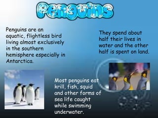 Penguins are an
                                    They spend about
aquatic, flightless bird
                                    half their lives in
living almost exclusively
                                    water and the other
in the southern
                                    half is spent on land.
hemisphere especially in
Antarctica.


                    Most penguins eat
                    krill, fish, squid
                    and other forms of
                    sea life caught
                    while swimming
                    underwater.
 
