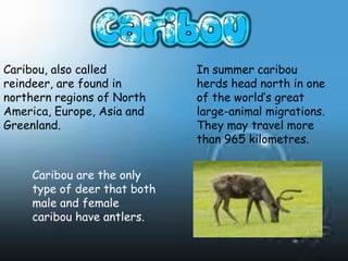 Caribou, also called          In summer caribou
reindeer, are found in        herds head north in one
northern regions of North     of the world’s great
America, Europe, Asia and     large-animal migrations.
Greenland.                    They may travel more
                              than 965 kilometres.


     Caribou are the only
     type of deer that both
     male and female
     caribou have antlers.
 