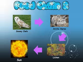 Arctic Hares
Snowy Owls




             Lichen
Sun
 