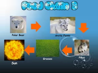 Polar Bear             Arctic Foxes




                                      Pikas
             Grasses
Sun
 