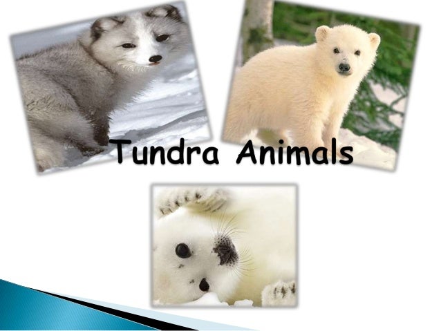Tundra animals