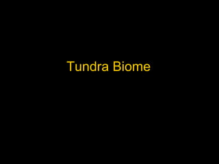 Tundra Biome 