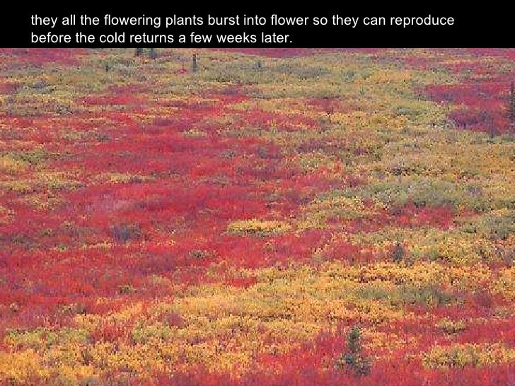Tundra biome